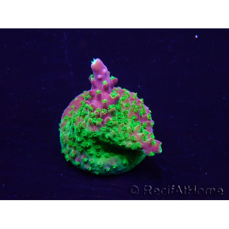 WYSIWYG Acropora 15I8 Mariculture acclimated LED