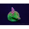 WYSIWYG Acropora Marikultur akklimatisiert LED
