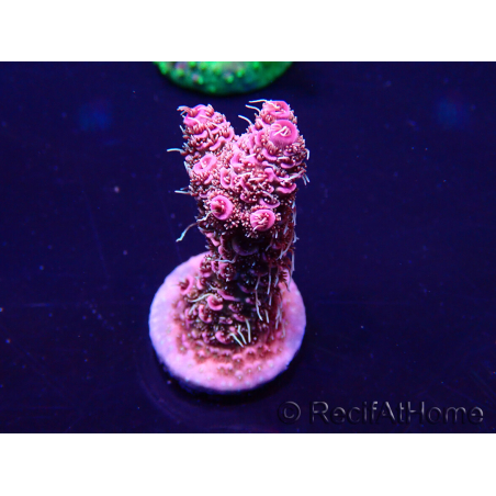 WYSIWYG Acropora millepora Maricultuur geacclimatiseerd LED