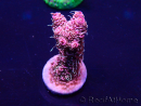 WYSIWYG Acropora millepora Maricoltura acclimatata a LED