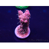 WYSIWYG Acropora Marikultur akklimatisiert LED