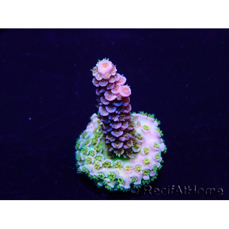 WYSIWYG Acropora Maricoltura acclimatata a LED