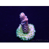 WYSIWYG Acropora Maricoltura acclimatata a LED