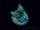 WYSIWYG Acropora Marikultur akklimatisiert LED