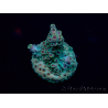 WYSIWYG Acropora Mariculture acclimaté led