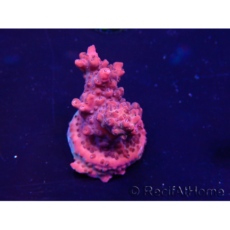 WYSIWYG Acropora Maricoltura acclimatata a LED