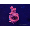 WYSIWYG Acropora 15J10 Mariculture acclimaté led