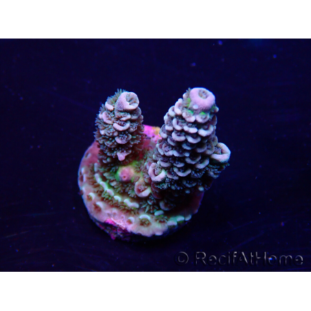 WYSIWYG Acropora tenuis Mariculture acclimaté led