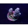 WYSIWYG Acropora tenuis Mariculture acclimaté led