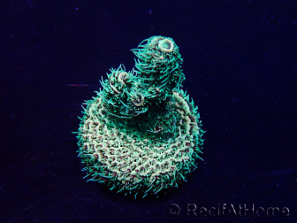 WYSIWYG Acropora acclimaté led