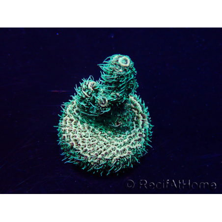 WYSIWYG Acropora acclimaté led