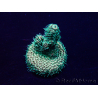 WYSIWYG Acropora acclimaté led