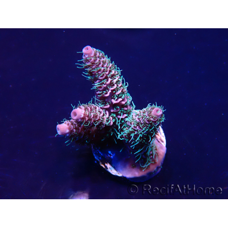WYSIWYG Acropora acclimaté led