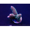 WYSIWYG Acropora acclimaté led