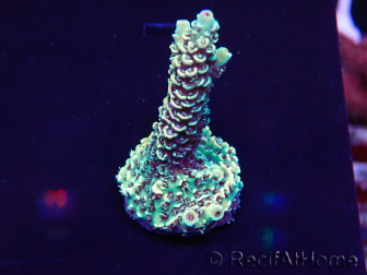 WYSIWYG Acropora Mariculture acclimaté led