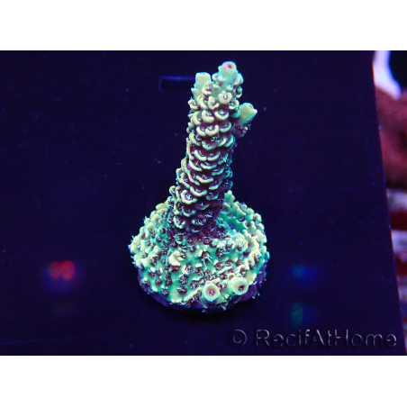 WYSIWYG Acropora Mariculture acclimaté led
