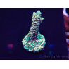 WYSIWYG Acropora Marikultur akklimatisiert LED