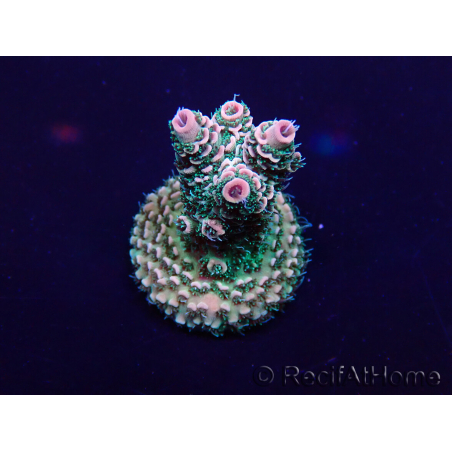 WYSIWYG Acropora Maricultura aclimatada led