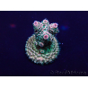 WYSIWYG Acropora Mariculture acclimaté led