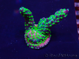 WYSIWYG Acropora Marikultur akklimatisiert LED