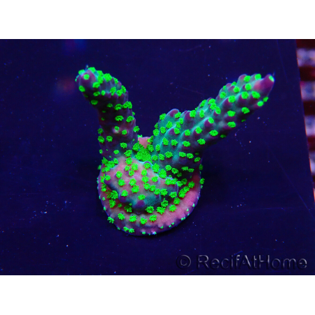 WYSIWYG Acropora Maricoltura acclimatata a LED
