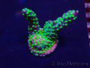 WYSIWYG Acropora Marikultur akklimatisiert LED