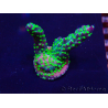 WYSIWYG Acropora Maricultuur geacclimatiseerd LED