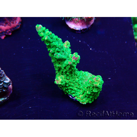 WYSIWYG Acropora Mariculture acclimaté led