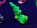 WYSIWYG Acropora Mariculture acclimated LED