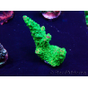 WYSIWYG Acropora Maricoltura acclimatata a LED