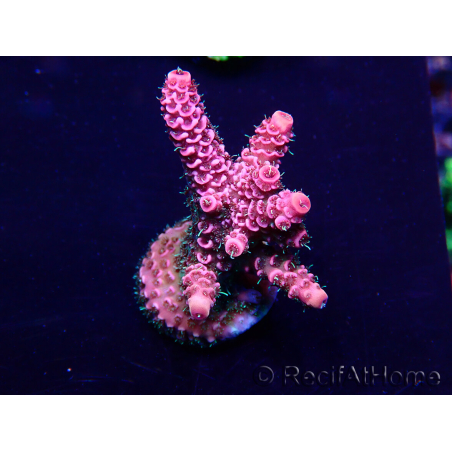 WYSIWYG Acropora Maricultura acclimatato led