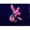 WYSIWYG Acropora Maricultura acclimatato led