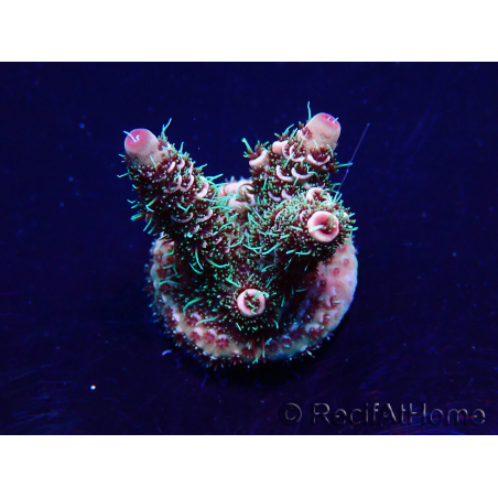 WYSIWYG Acropora Mariculture acclimated LED