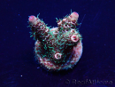 WYSIWYG Acropora Mariculture acclimaté led