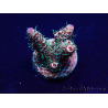 WYSIWYG Acropora Maricoltura acclimatata a led