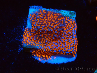 WYSIWYG Montipora Superman 11A1