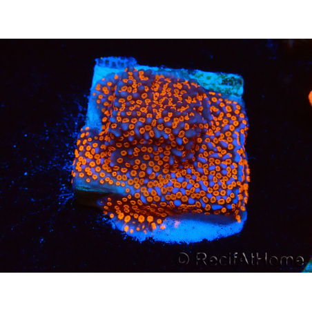 WYSIWYG Montipora Superman
