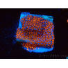 WYSIWYG Montipora Superman