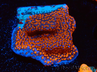 WYSIWYG Montipora Superman 11A2