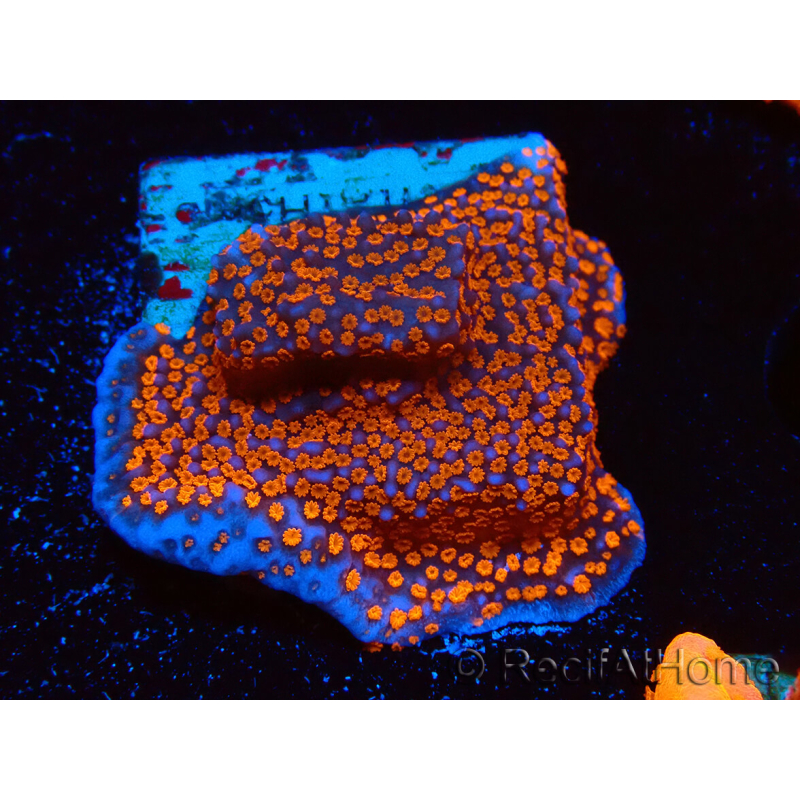 WYSIWYG Montipora Superman