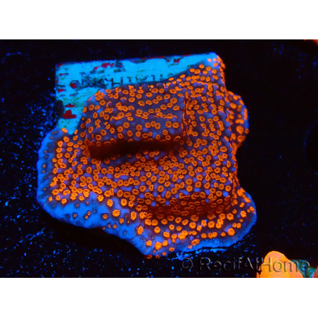 WYSIWYG Montipora Superman