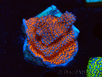 WYSIWYG Montipora Superman
