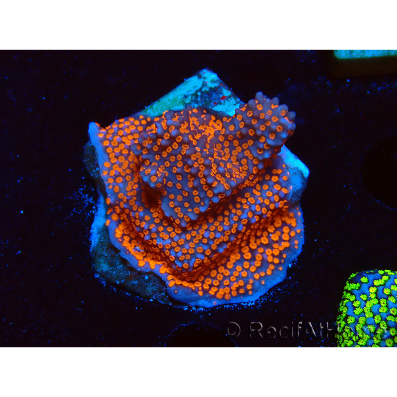 WYSIWYG Montipora Superman
