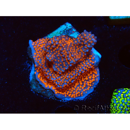 WYSIWYG Montipora Superman
