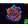WYSIWYG Montipora Superman