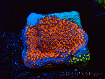 WYSIWYG Montipora Superman