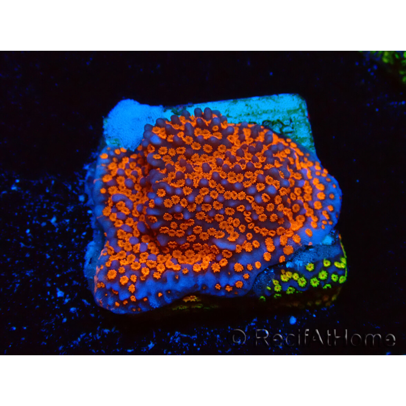 WYSIWYG Montipora Superman 11A4