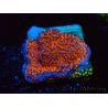 WYSIWYG Montipora Superman