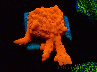 WYSIWYG Montipora Setosa 11A5