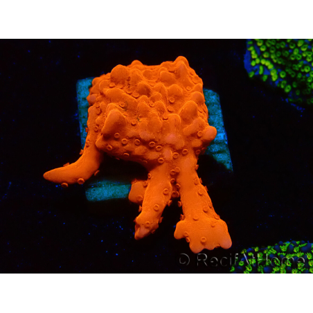 WYSIWYG Montipora Setosa 11A5